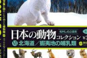 【画像】北海道のテンとか言う動物ｗｗｙｗｗｙｗｙｗｗｙｗｙｗｗｙｗｗｙｗｙｗｗｙｗｙ　