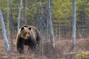 北海道のヒグマ、本格的に人間の味を覚えた模様