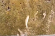 「小さな魚が垂直の壁を泳いでいる！」実際に滝登りをする魚