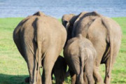 中国でゾウの群れが謎の北進　環境の変化？道迷い？