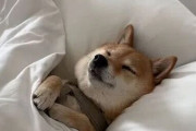 【朗報】イッヌ、暖かくして寝る