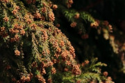 花粉がヤバすぎて大至急スギを燃やさないと4月がどえらい事になる模様