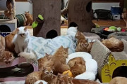 【画像】150匹の猫を飼ってる家がヤバイ………