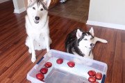 ぷかぷか浮かぶリンゴを逃すな！ハスキーたちが「ボブ・フォー・アップルズ」に挑戦する姿が可愛い