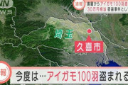 【埼玉】農園からアイガモ100羽、時価30万円相当が盗まれる
