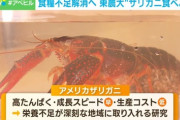 【食糧不足】東京農大「コオロギより低コスト・高タンパクの『アメリカザリガニ』の方が良くない？」