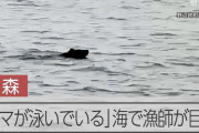 【青森】海を泳いでいたクマさん、海上で駆除される