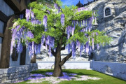 【FF14】新庭具「イースタン・ウィステリアツリー」が通常設置ではみ出てしまう件で問い合わせ → FF14運営側の回答がハウジング勢の間で話題に【庭具の埋め込み】
