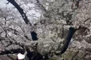 外国人観光客「え、何で桜の木に触れてはいけないの？？」