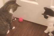 「それ、パース！」まるでキャッチボールみたいにコロコロボールを行ったりきたりさせる二匹の猫たち