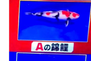 【悲報】前川清｢格付けはやらせ｣錦鯉ガチ勢が暴露