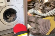 【動画】動いているドラム式洗濯機の中に取り残されたネコちゃん(´･_･`)