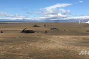 また謎のクジラ大量打ち上げ、20頭死ぬ アイスランド。っていうかこれもう上陸のレベル