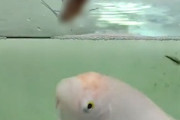 【動画】ペットして飼っている魚にゴキブリを生き餌として与えてみた。