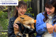 日本ハム狐ダンサーズが狐に会いに行く動画ww