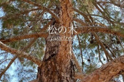 ローラ「松の木に抱き着いたら涙出てきた」「日本人はもっと松の木の声を聴いて！」