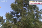 くしゃみ止まらない…花粉症始まったかも…