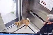 【動画】エレベーターで犬が首を吊ってしまう事故の最新版。