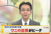 広島県の山間部ではサメをワニと呼んで食べる?こういう方言