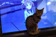 猫ってテレビ見てると邪魔してくるよね
