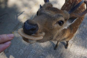 【画像】GW観光客、鹿にせんべいをあげすぎて飽きられるｗｗｗｗｗ
