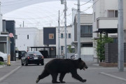 【動画】アメリカ人の家に侵入したクマサン、AR15で一瞬で撃ち殺される🐻　これが日本との差か・・・