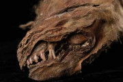 カナダの永久凍土から、オオカミの子どもが「あまりにも完璧な状態」で見つかる