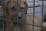 山火事で犬700匹焼死、生き残った7匹は食用に＝韓国の反応
