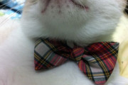 【ねこ画像】蝶ネクタイ、逃亡直前 ほか【再】