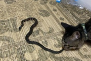 猫が蛇捕まえてきたんやが