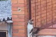 猫がベランダの隅で立ち往生していた。壁があって反対側の屋根に行けない → 猫、ミッション：インポッシブルです…