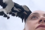 【動画】突然飛んできた鳥に右目を食われかけた女性(((ﾟДﾟ)))