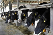 【悲報】青森県の牛舎で『異常事態』が発生した結果・・・・・・