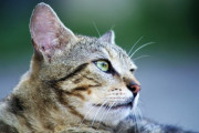 【朗報】 埋葬された猫、葬式後に家の中で生きて発見される