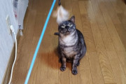 ダイソーの猫のおもちゃの中に一つだけ超有能なやつあるよな