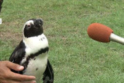 脱走ペンギンが2週間生き延び奇跡の生還「本当かよ」出張動物園から逃げ出すも見つかる　愛知