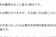 クマ「人間の車カスは酷いクマ」車カスに撥ねられ力なくへたり込むクマがかわいいと話題  [866556825]