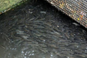 【画像】今日も近所の川でアジが大漁大漁