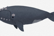 【生物】北大西洋の絶滅危惧セミクジラ、痩せすぎが判明、科学者ら危惧　「20年後にはいなくなってしまう」