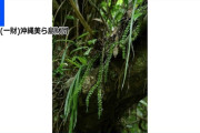 「観賞用にしたかった」絶滅危惧種の植物「ヒメヨウラクヒバ」を許可なく受け渡したか 植物愛好家の男性2人を書類送検