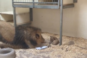 動物園で生まれた赤ちゃんライオン、はじめて父親とご対面。父親は興味津々（アメリカ）