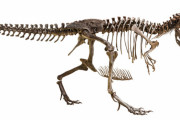 【古報】ティラノサウルス・レックス、羽毛を失っていた