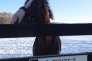 【競馬】アイネスフウジン←朝日杯も勝ってるのにダービーしか語られないよな？