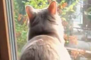 ネコが窓辺でくつろいでいた。そこにもう１匹やってくる → ちょっ、おま…