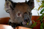 海外「オーストラリアは過去3年間でコアラの1/3を失っている」