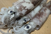 【漁業】もう高級食材に　イカ高騰「庶民の味ではない」