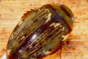 福島で新種のゲンゴロウ見つかる　「ヒラサワツブゲンゴロウ」と命名