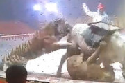 【動画】中国、サーカスの公演中、エサを減らされ空腹の「虎」が共演の「馬」を襲う！