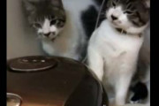【猫リベンジ】 炊飯器を倒したいネコ、再び！