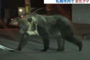 【画像】札幌の住宅街にまたヒグマ出没　試されすぎだろこの大地…